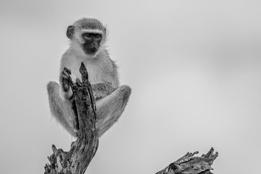 Black and white photo of a vervet monkey sitting alert in natural surroundings, captured in Kruger National Park, South Africa. Expressive detail highlights the primate&rsquo;s calm, observant nature.
