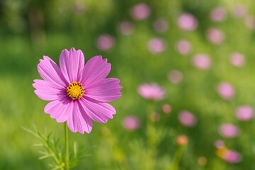 Obraz premium Garden Cultivation: The Growth of Cosmos caudatus