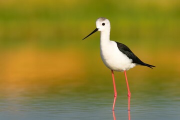 Obraz premium Adorable tall bird with a vibrant natural backdrop