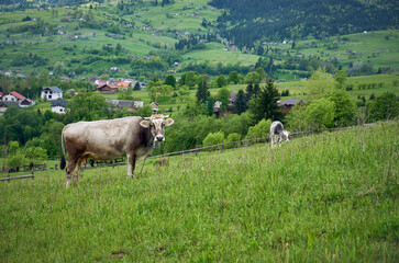 The cow pasture in green hill on a cloudy evening in Yasinya, Carpathians, Ukraine.