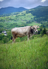 The cow pasture in green hill on a cloudy evening in Yasinya, Carpathians, Ukraine.