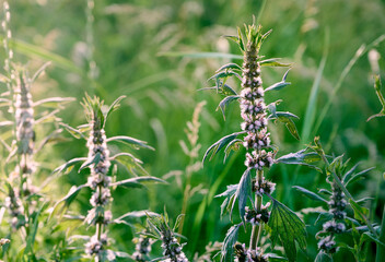 Leonurus cardiaca with purple flowers and green leaves  in summer garden.