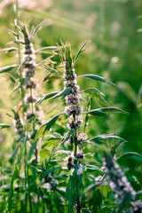 Leonurus cardiaca with purple flowers and green leaves  in summer garden.