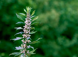 Leonurus cardiaca with purple flowers and green leaves  in summer garden.