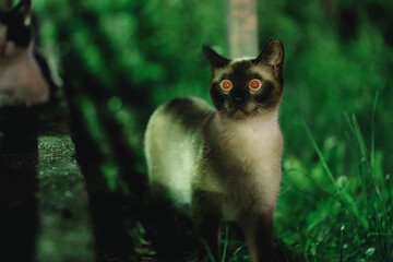 夜の公園で赤目になる野良猫