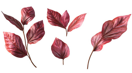 Obraz premium Maroon Leaves Isolated Set Autumn Foliage Nature Design Elements Botanical on transparent background