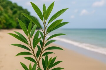 Obraz premium The ecological importance of Ficus turrialbana with its distinctive elongated leaves