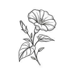 Fototapeta premium Elegant black and white line drawing of a blooming bindweed flower 