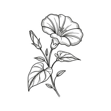 Elegant black and white line drawing of a blooming bindweed flower 