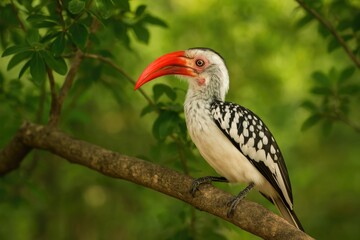 Fototapeta premium Wild Hornbill with Vibrant Red Plumage