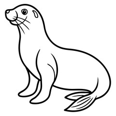 White Sea Lion Sketch
