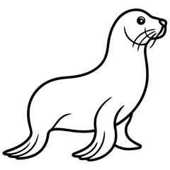 White Sea Lion Sketch