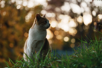 草むらで横を向く野良猫
