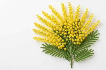 Yellow mimosa flowers arranged in a bouquet against a white backdrop, top perspective. Spring floral design celebrating Women's Day on March 8.