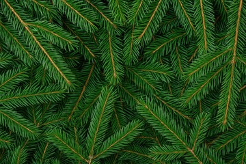 Obraz premium Different types of fir tree branches