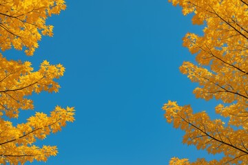 Autumn foliage with vibrant leaves against a clear blue sky