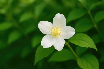 Fototapeta premium Delicate white jasmine bloom accompanied by a lush green leaf