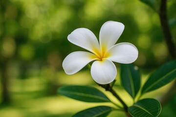 Fototapeta premium Garden scene featuring a white Plumeria flower
