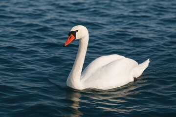 Elegant white swan gliding across the water