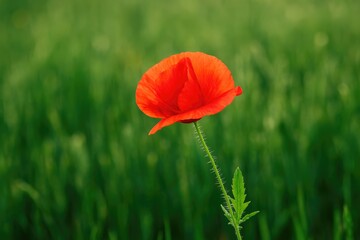 Naklejka premium Vibrant wildflower with poppy petals