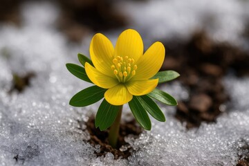 Close-up of wild winter aconite in macro view