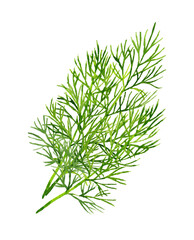 ディル（ハーブ）　手描き水彩イラスト素材