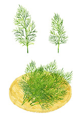 ディルと竹ざるのセット　ハーブの手描き水彩イラスト素材