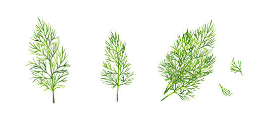 ディルのセット　ハーブの手描き水彩イラスト素材 © 一色いっさ