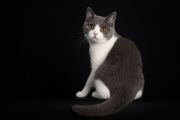 Obraz premium Adorable young adult blue and white British Shorthair cat sitting backwards on the edge, glancing over its shoulder with orange eyes, set against a black background