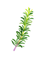 ローズマリー（ハーブ）　手描き水彩イラスト素材