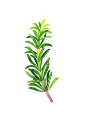 ローズマリー（ハーブ）　手描き水彩イラスト素材