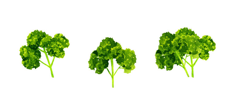 パセリのセット　ハーブ・野菜の手描き水彩イラスト素材