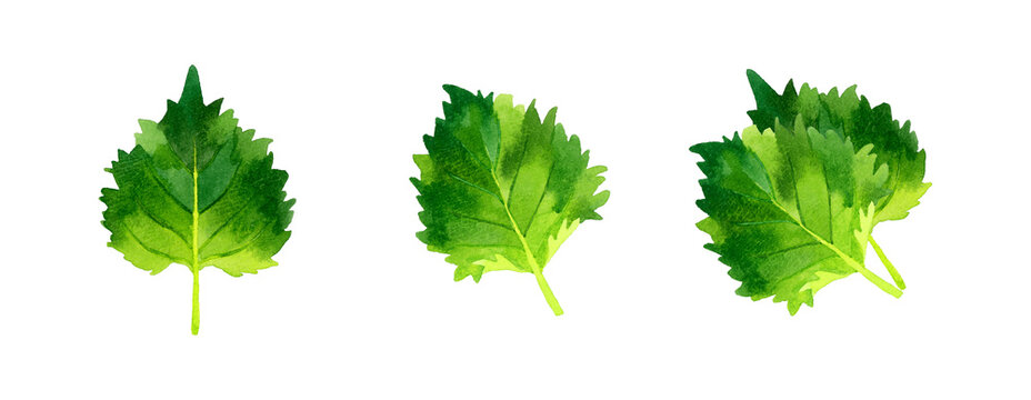 紫蘇（青じそ）のセット　ハーブ・野菜の手描き水彩イラスト素材