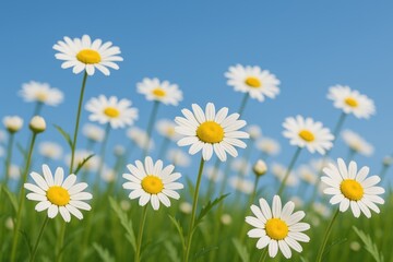 Blue sky with blooming camomiles