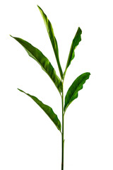 Galangal green leaves on isolated on the white background