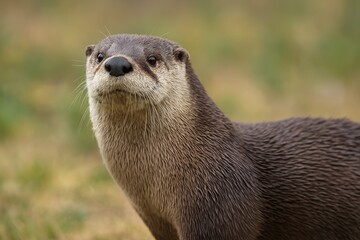 Freshwater Otter Species Found in North America