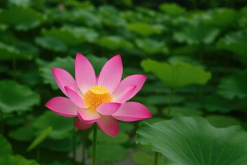 Inner Serenity of the Lotus Flower in the Water Garden
