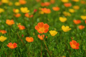Naklejka premium The vibrant bloom of Portulaca oleracea