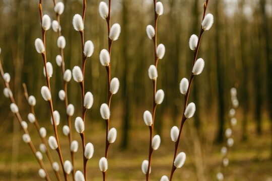 Elegant slender branches of a blooming willow with soft white buds in early spring within a park setting, celebrating the Christian holiday of Holy Light Easter.