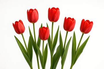 Obraz premium Isolated Tulips on White Background