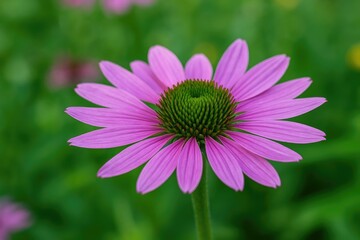 Obraz premium Measuring green and purple colors in centimeters, Thailand