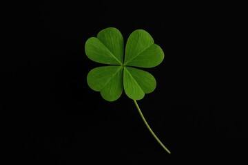 Four-leaf clover isolated against a dark backdrop representing luck