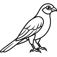 White Sparrowhawk Line Art