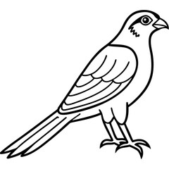 White Sparrowhawk Line Art
