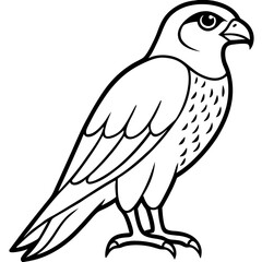 Fototapeta premium White Sparrowhawk Line Art