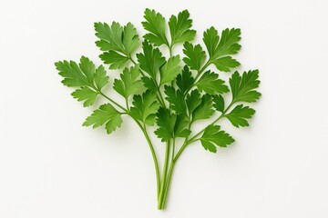 Vibrant fresh parsley on a plain white backdrop