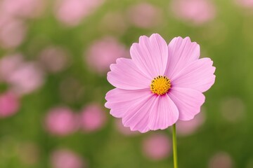 Obraz premium Blooming petals in a natural setting