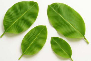 Obraz premium Set of vibrant green banana leaves on a plain white surface