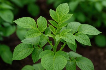 Fototapeta premium Fresh young potato plant leaves highlighting eco-friendly agriculture
