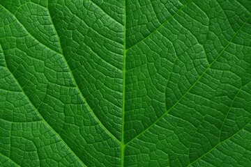 Obraz premium Detailed view of a vibrant green leaf surface
